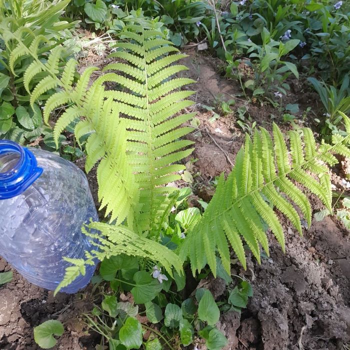 Продаются излишки  из сада - садовый папоротник " страусиное перо"ро