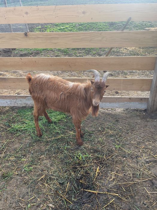 Vând sau schimb 2 țapi cu o capră cu lapte