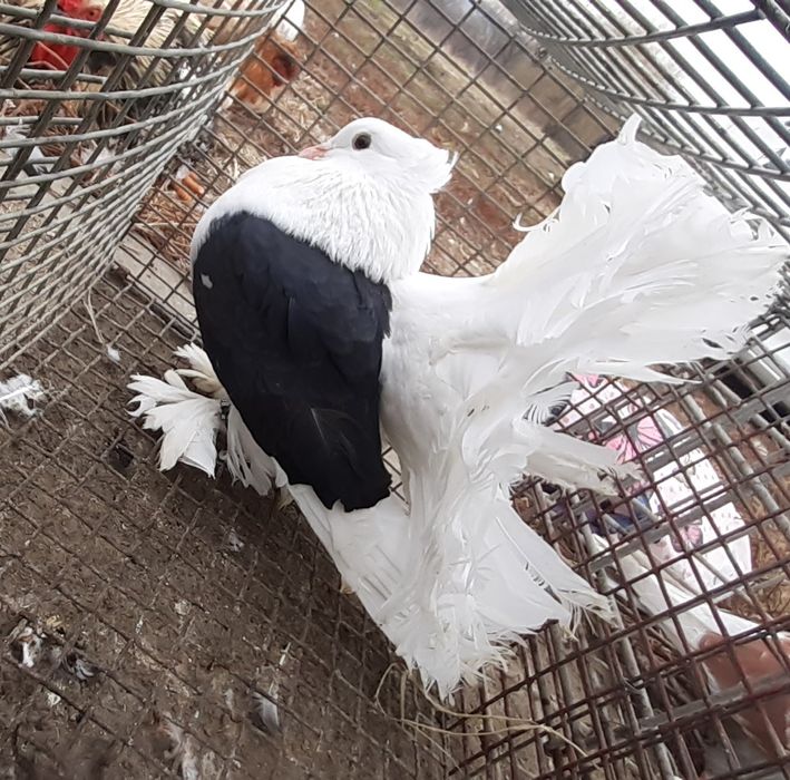 Porumbei indieni,infoieti si voiajori albi