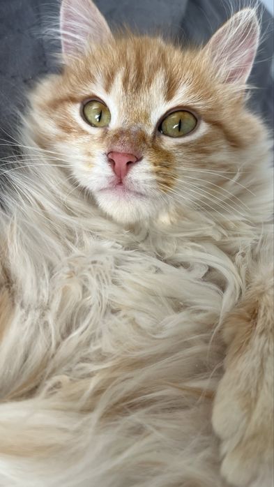 Отдам котенка мальчик 2,5 месяца