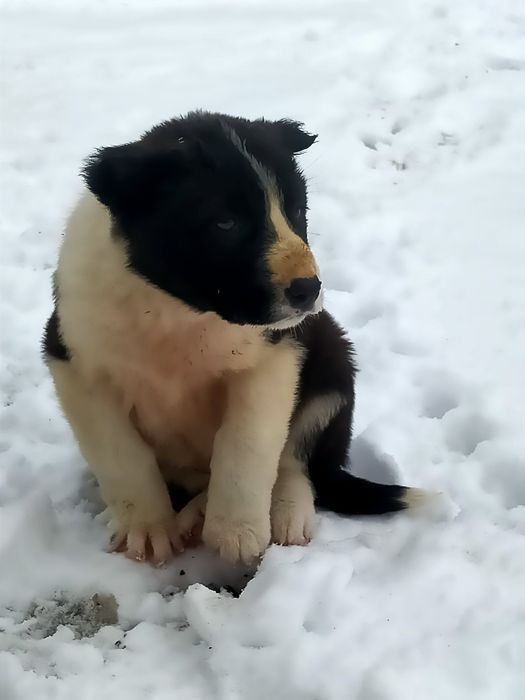 Төбет күшіктер сатылады