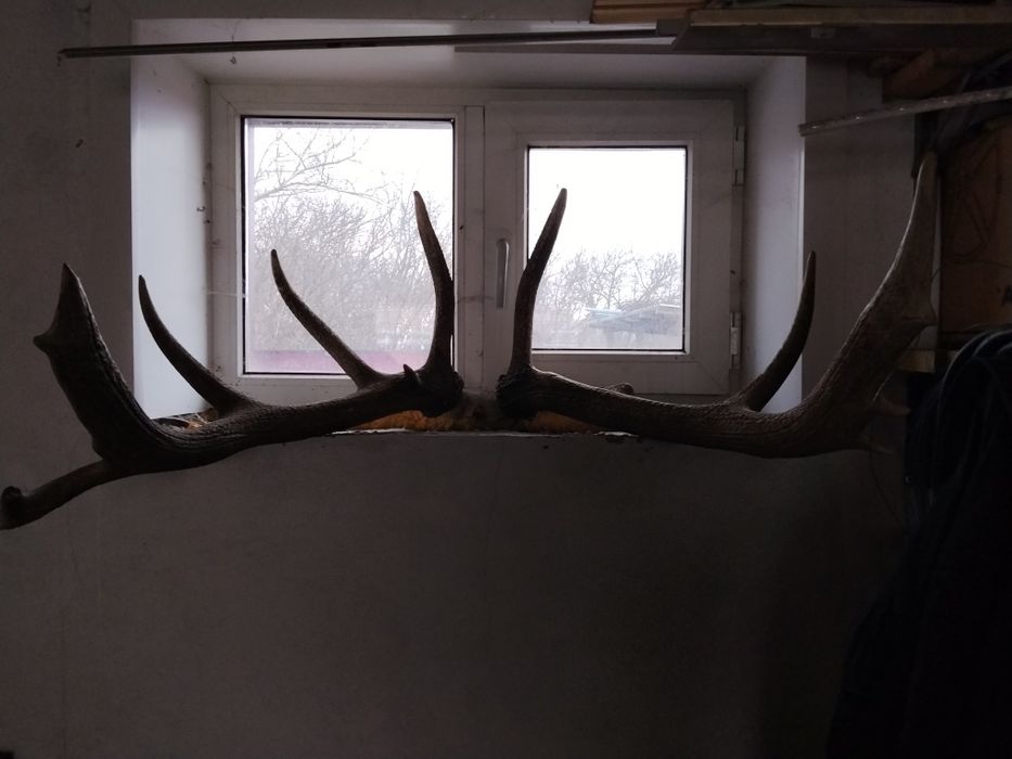 Продам рога оленя большие