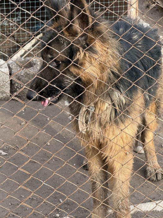 немецкий чистокровный