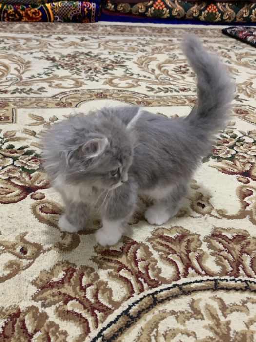Очень милая кошечка
