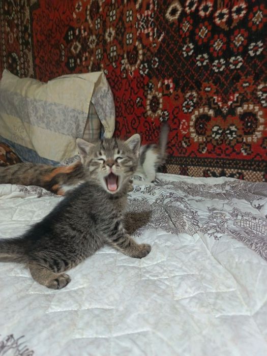 Отдам котят в добрые руки