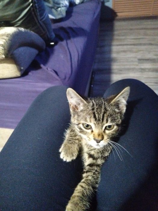 Кошечка ищет дом