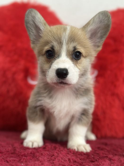 Супер малыши вельш корги