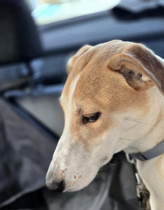 Adoptie caine Bucuresti foarte dragut si dresati