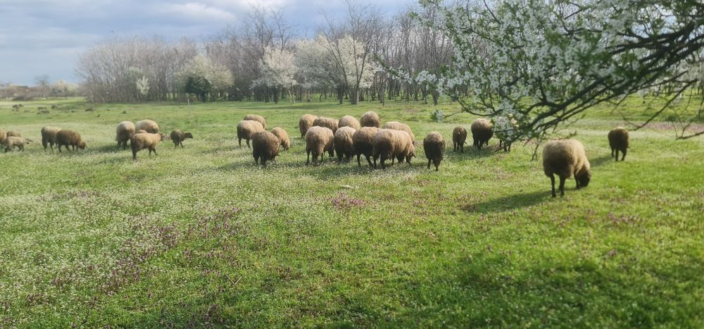 Oi suffolk și carabase  de vanzare