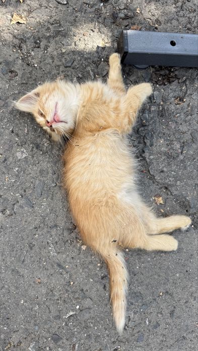 Котики 1,5 месяца ищут хозяев