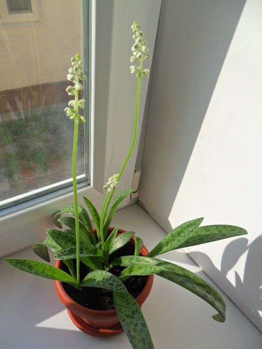 Дримиопсис Кирка