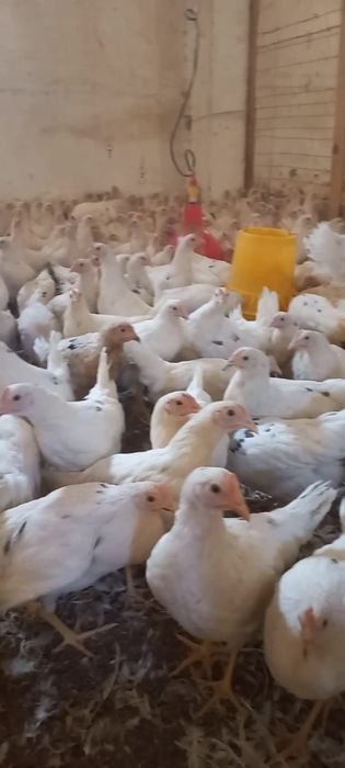 Loman sendi tuxum yoʻnnalishi  oq tovuqlar sotiladi firma