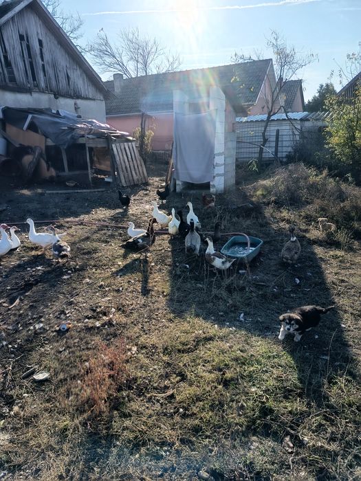 Rate mute și galagioase