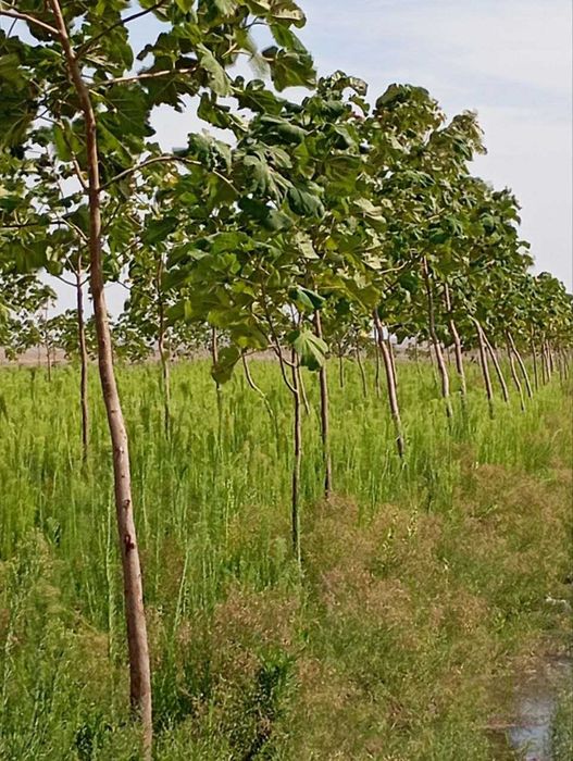 Павлония кучатлари сотилади