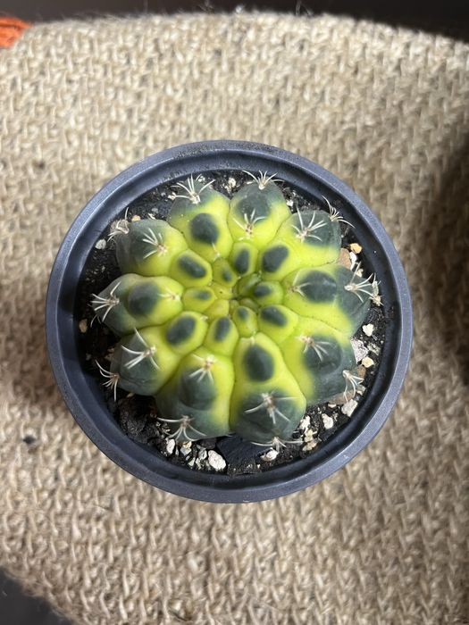 Кактус Гимнокалициум