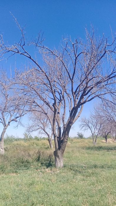 Куриган дарахтлар утин