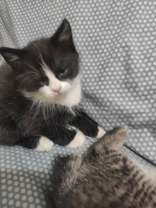 Продаются котята