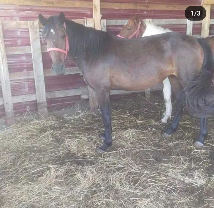 Продам лошадей 3,4 года