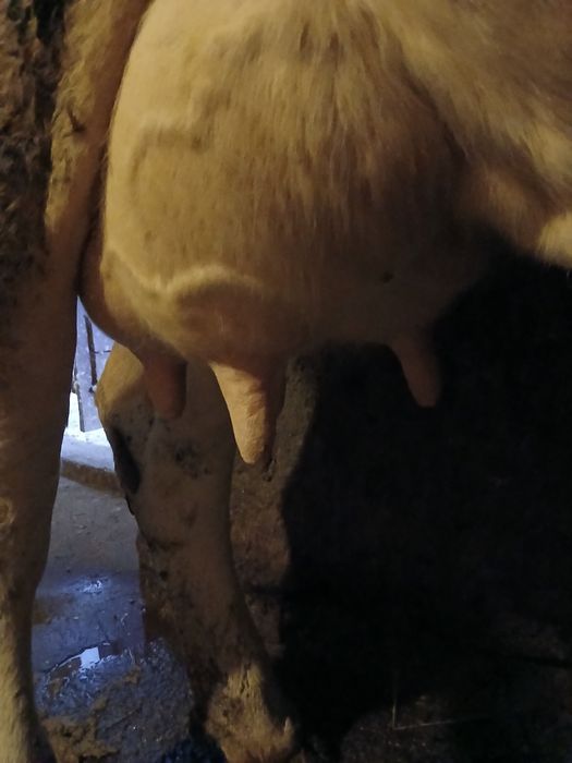 Vând juninca la prima fatare