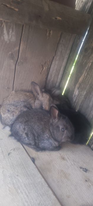 Femeie reamintis uriaș german cu pui