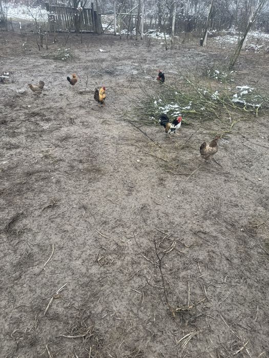 Vand oua incubat gainuse pitice