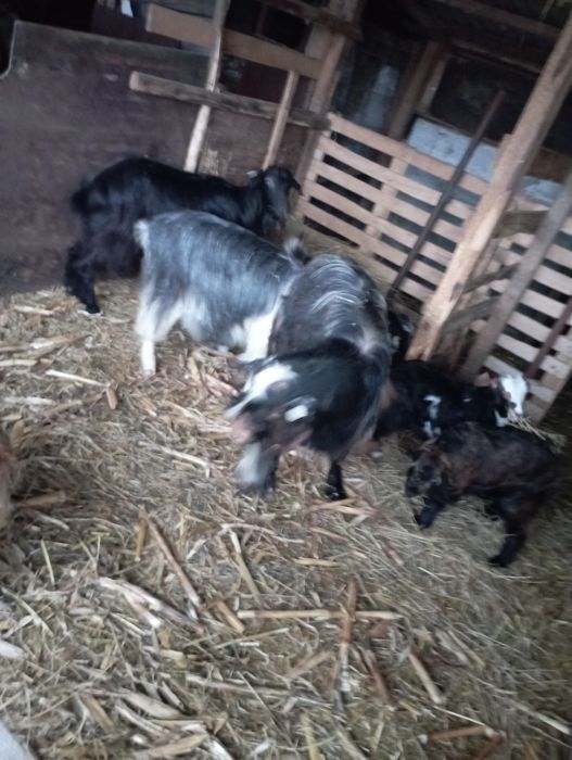 Capre cu iezi și tap de prasila