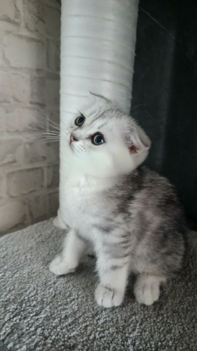 Породистые умные котята