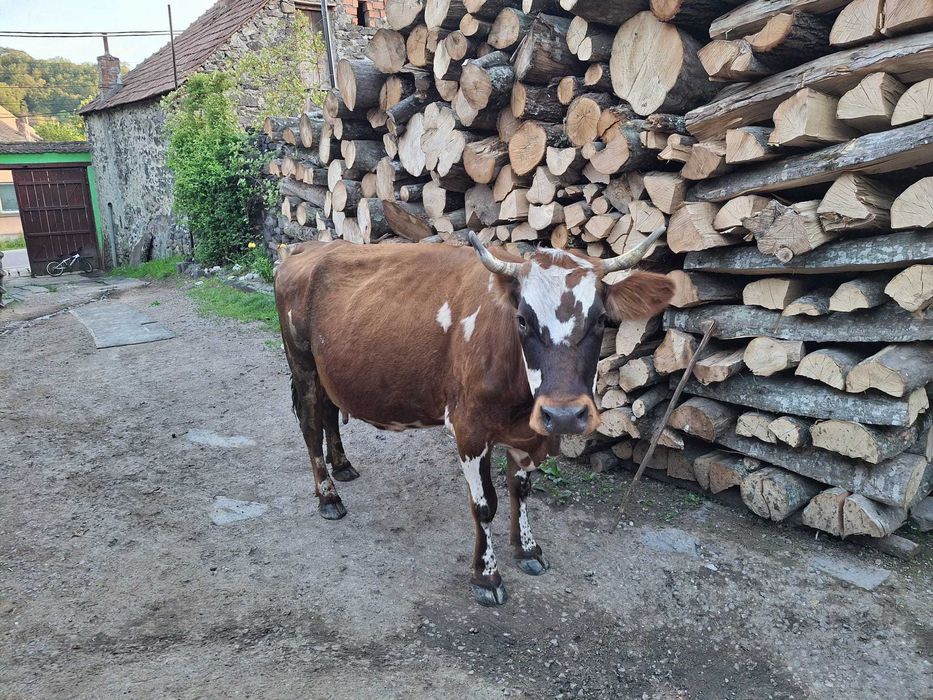 De vânzare vacă cu vițel