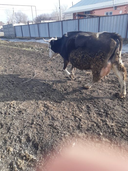 Продам дойную  корову