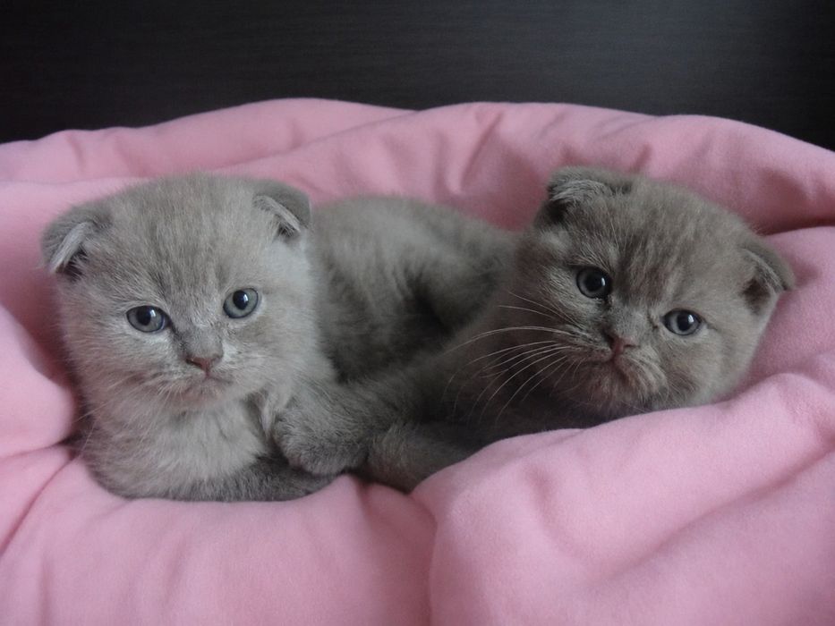 Вислоухие Шотландские котята