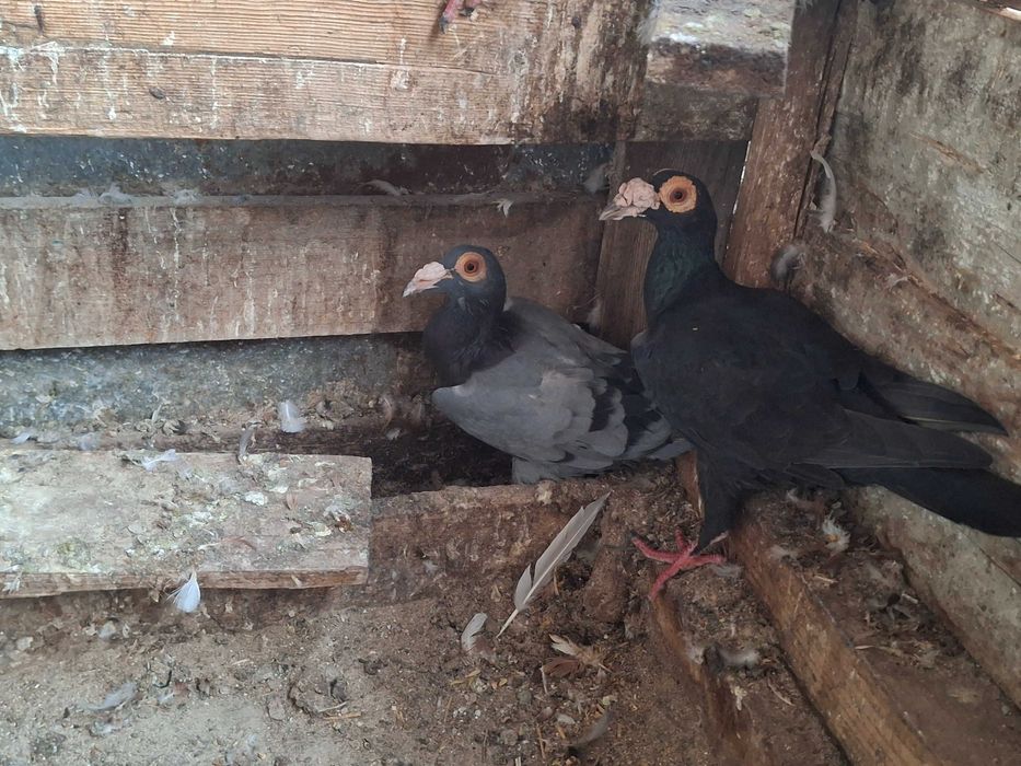 Гълаби Английси кариери