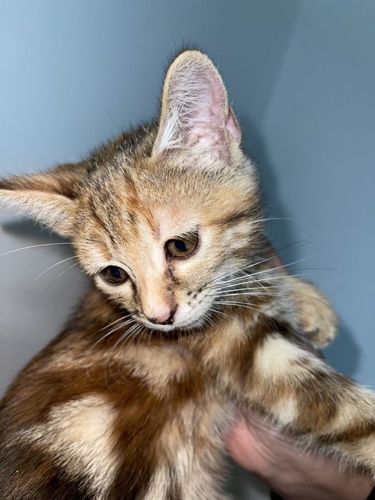 Бенгальский котёнок