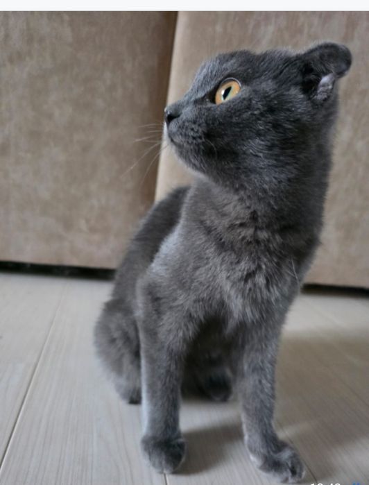 Кошечка ищет дом