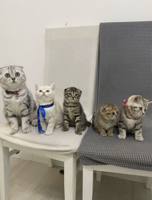 Шотландские котята с документами!