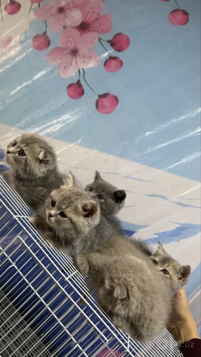 Котята Скоттиш страйт и Скоттиш фолд боллари