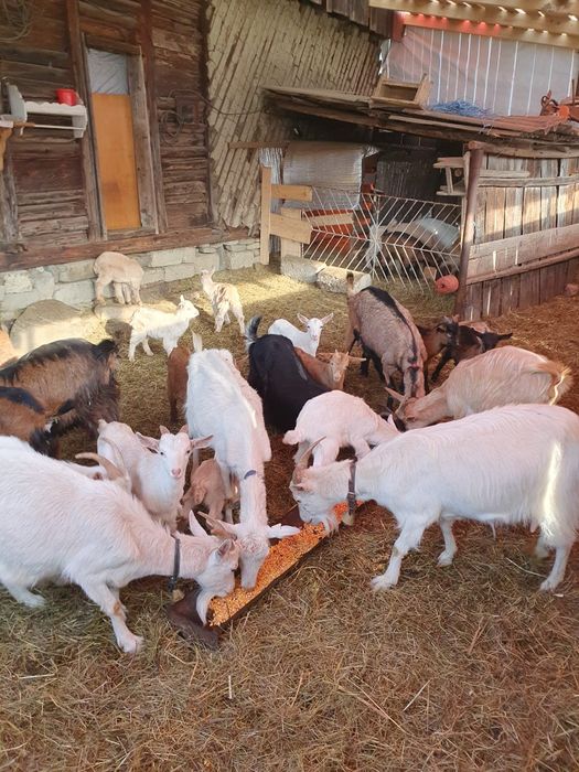 Capre  la prima și a doua fătare foarte bune e de lapte !