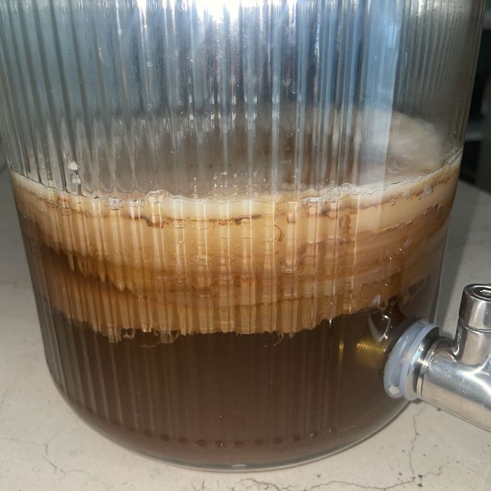 Ciuperca combucea ( probiotic natural)