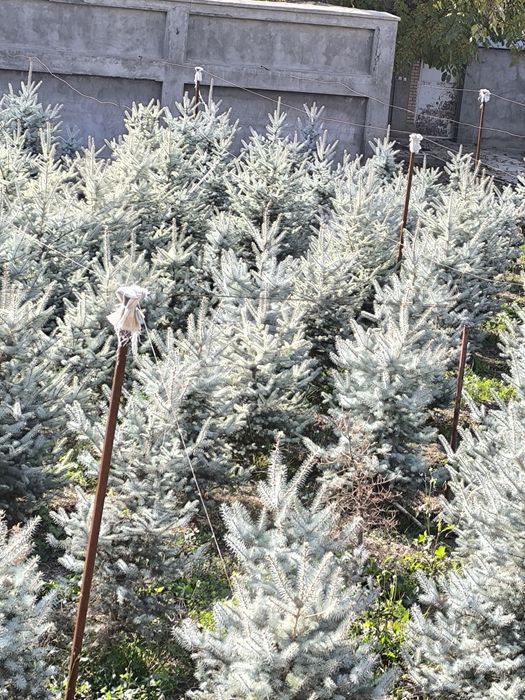 Голубая ёлка энг зури Германия