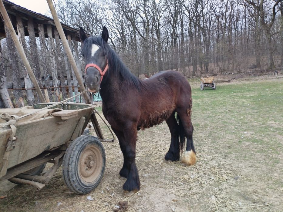 Vând manz de un an jumate