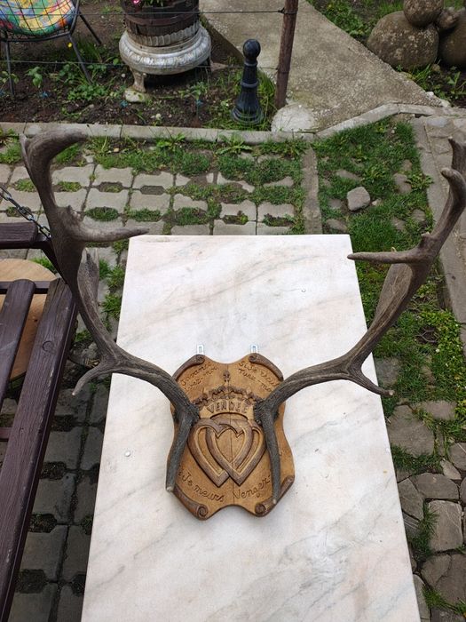 Trofeu cerb lopătar