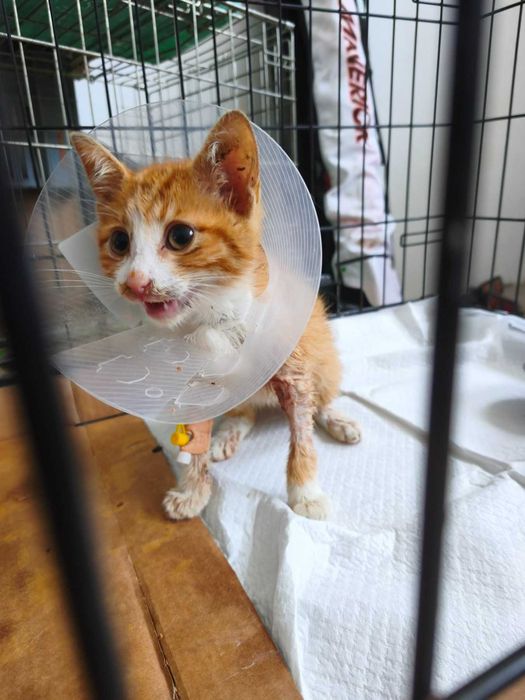 Подарявам мъжко коте на 3 месеца