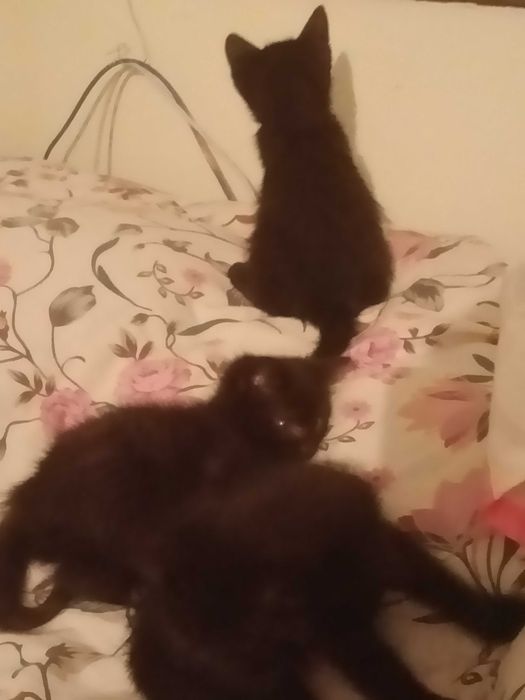 котята мышеловы. ,добрым людям