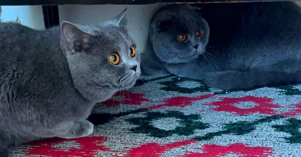 Mushuk sotiladi Zoti: Skotish fold