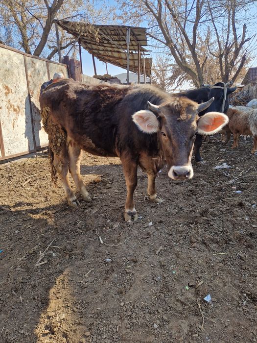 Телка алатауская