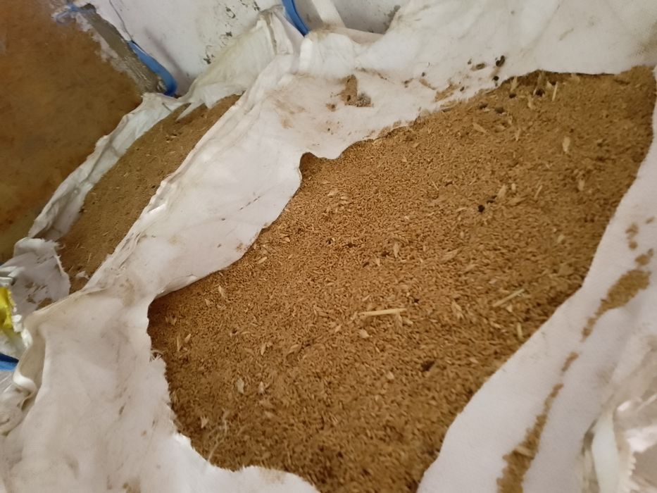 Triticale anul 2026