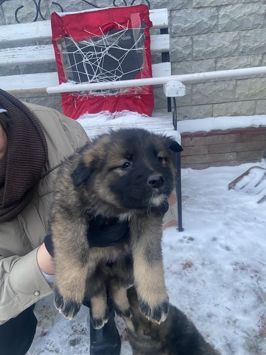 Животные даром . В добрые руки .