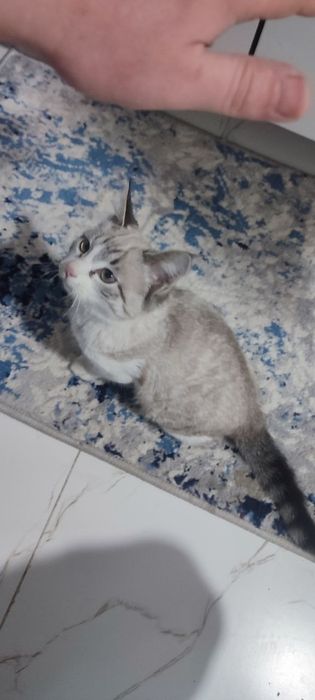 Mushuk zotdor pasportiyam bor privkalarini ogan uy mushugi qiz bola