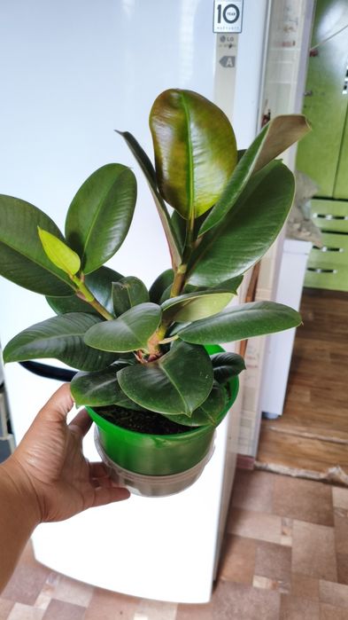 Продам фикус каучуконосный