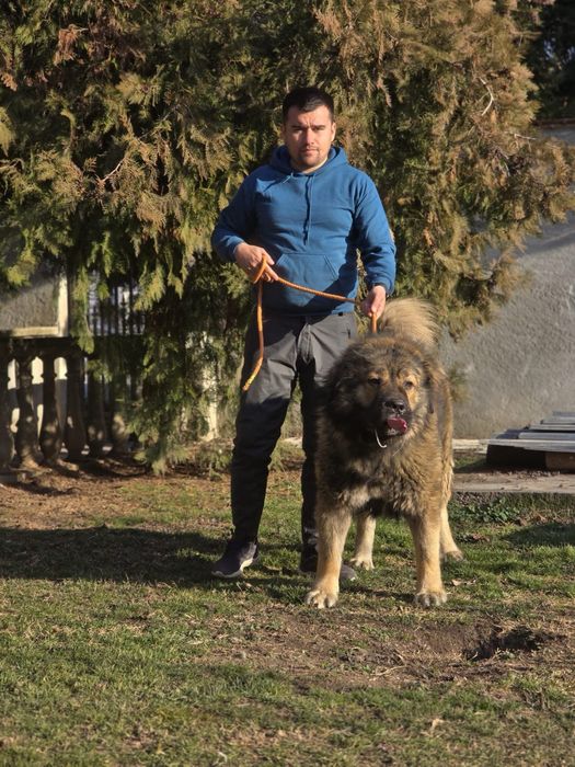 Femela ciobanesc caucazian