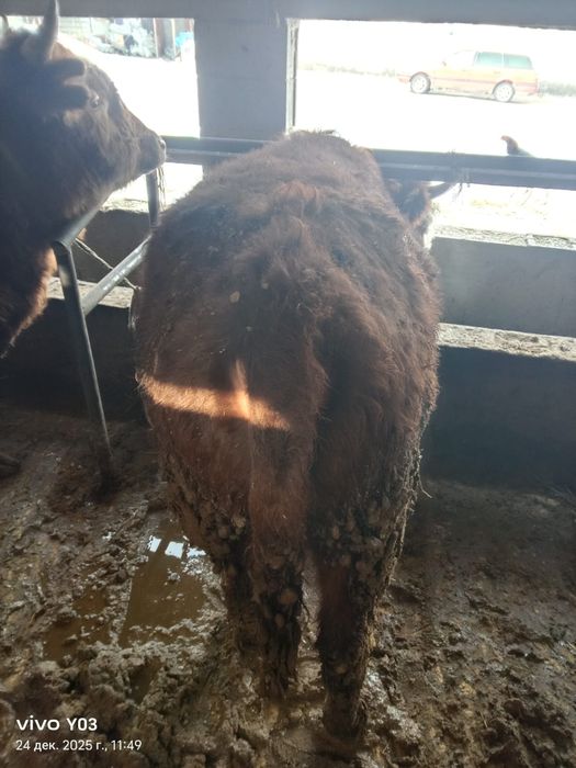 бычки полтора года